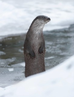Otter (Lutra lutra) making males in winter at a partly frozen pond, snow, Germany