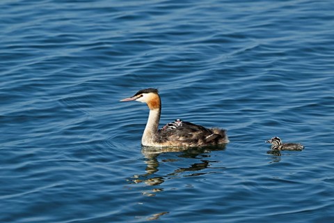 Great Crested Grebe (Podiceps Scalloped ribbonfish), with chicks in plumage swimming in the water,
