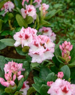 Rhododendron hybrid (Rhododendron 'Herbstgruß'), Rhodo 2014, Germany