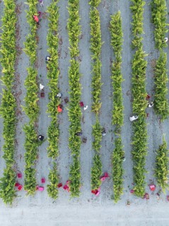 Vintage at the vineyard of the Bodega González Byass near the town of Jerez de la Frontera. Aerial