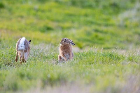 European hare (Lepus europaeus) Mating season Germany