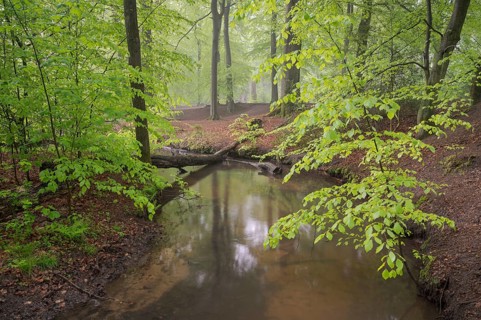 Stream and beech forest in spring, with fresh beech leaves, Oberhausen, Ruhr area, North