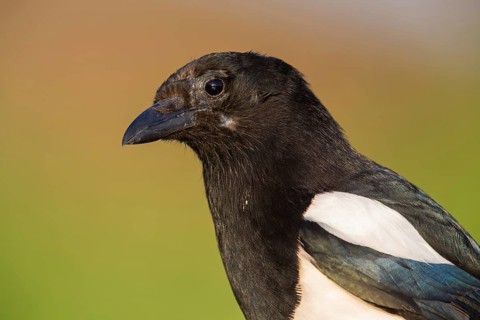 Elster, Black-billed Magpie, Magpie, Pica pica, Pie bavarde, Urraca