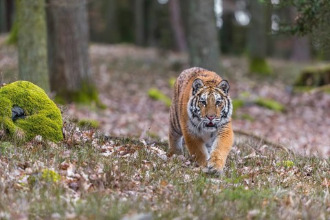 One young female Siberian Tiger, Panthera tigris altaica, running thru a forest