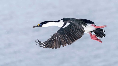 Imperial Cormorant (Leucocarbo atriceps) in flight during snowfall, wings stretched downwards,