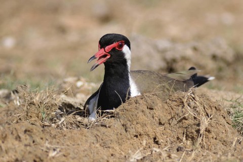 Red-wattled Lapwing (Vanellus indicus) calling, Sri Lanka