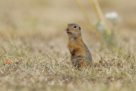 European ground squirrel (Spermophilus citellus) standing upright and alert in a meadow, Burgenland