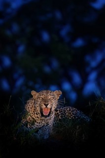 Leopard (Panthera pardus) aggressive adult showing teeth, hissing and threatening in the dark, Sabi
