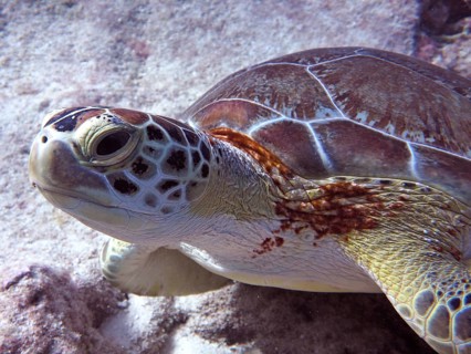 Close-up of a Hawksbill sea turtle (Eretmochelys imbricata imbricata) with conspicuous pattern,