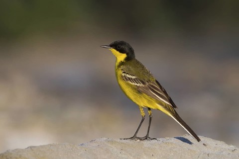 Western Yellow Wagtail (Motacilla flava feldegg), Cyprus