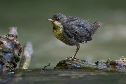 White-throated Dipper (Cinclus cinclus) juvenile, North Rhine-Westphalia, Germany