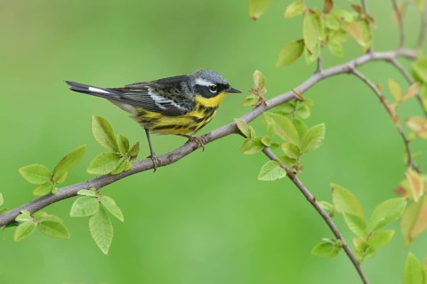 Magnolia Warbler (Setophaga magnolia) male perched on a branch, Texas, USA