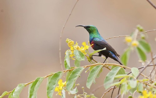 Marico Sunbird (Cinnyris mariquensis) male, Namibia