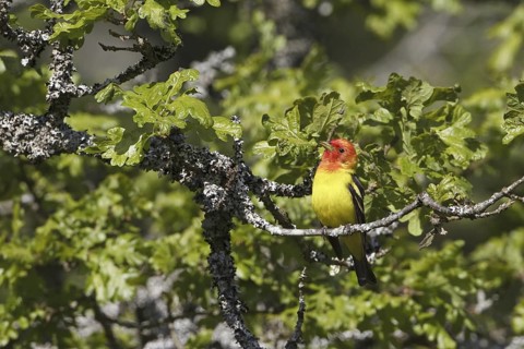 Western Tanager (Piranga ludoviciana) male, British Columbia, Canada