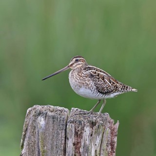 Snipe (Gallinago gallinago), standing on fence posts of a pasture, on moorland, snipe birds,