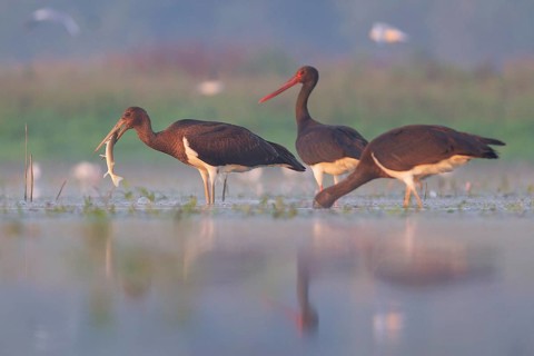 Black Stork (Ciconia nigra) group with juveniles foraging, Tiszaalpár, Hungary