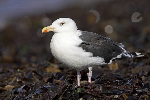 Great Black-backed Gull (Larus marinus), Schleswig-Holstein, Germany