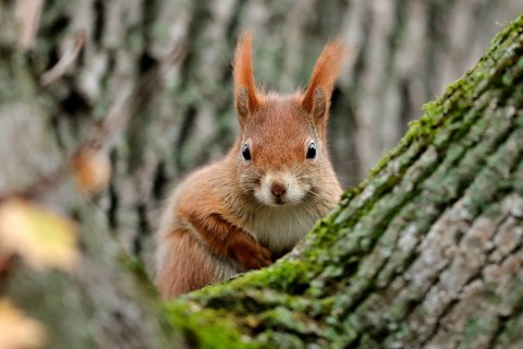 Eurasian red squirrel (Sciurus vulgaris) on a branch, wildlife, Germany