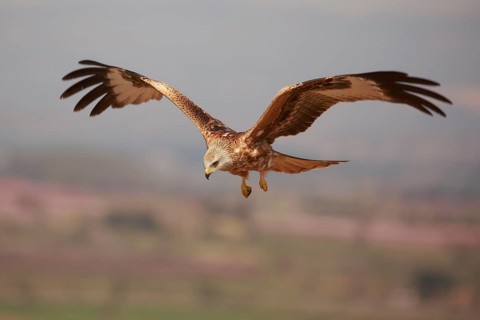 Red Kite (Milvus milvus) flying, Spain