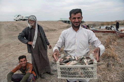 Basra, Iraq. November 3rd 2018 Marsh Arab fishermen return with their catch from the Hamar Marsh,