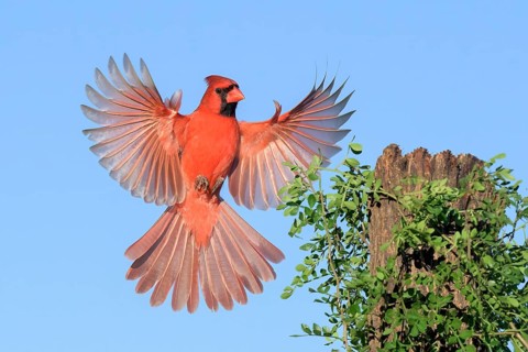 Northern Cardinal (Cardinalis cardinalis) male approaching a tree stump, Texas, USA