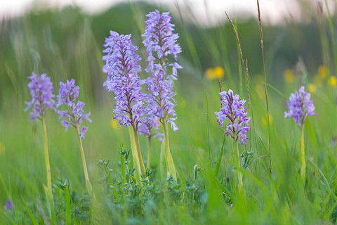 Helmet Orchid, (Orchis militaris), macro, plant, orchid, flower, blossom, orchid family, Lobau,