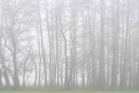 Alders (Alnus glutinosa) in the fog, Emsland, Lower Saxony, Germany