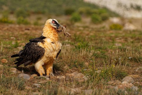 Old bearded vulture (Gypaetus barbatus), sheep hoof, fur remains, Catalonia, Pyrenees, Spain
