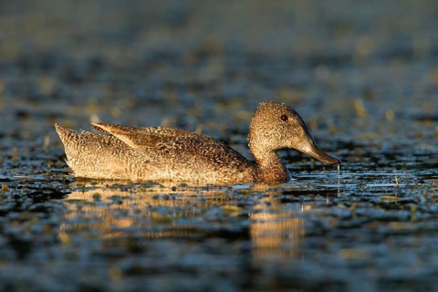 Freckled Duck (Stictonetta naevosa), Victoria, Australia