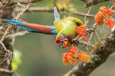 Military Macaw (Ara militaris) feeding on flowers of a Tabebuia tree, Bolivia