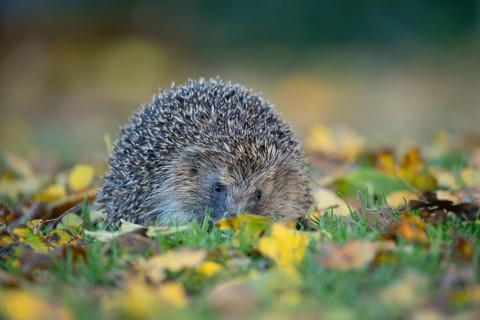 European hedgehog (Erinaceus europaeus) adult animal on fallen autumn leaves in a garden, England,