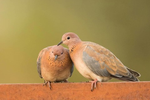 Laughing Dove (Spilopelia senegalensis) pair, Gambia