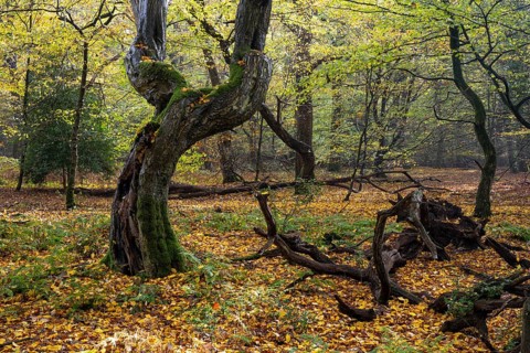 Old, gnarled trees in the Urwald Baumweg nature reserve in autumn, Hudewald, Emstek, Lower Saxony,