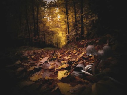Dark, atmospheric forest scene with subdued light and autumnal leaves on the ground, autumn forest