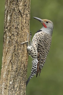 Northern Flicker (Colaptes auratus), British Columbia, Canada