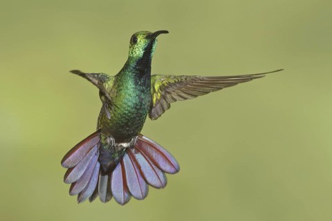 Green-breasted Mango (Anthracothorax prevostii), Costa Rica