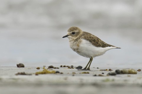 Double-banded Plover (Charadrius bicinctus), New Zealand