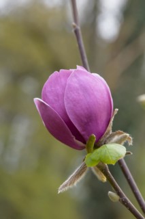 Magnolia (Magnolia BLACK TULIP), Arboretum Woislowitz, Niemcza, Lower Silesia, Poland