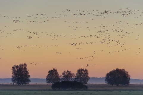 Taiga Bean Goose & Greater White-fronted Goose (Anser fabalis & Anser albifrons) huge flock flying,