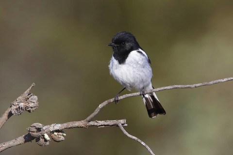 Hooded Robin (Melanodryas cucullata) male, Victoria, Australia