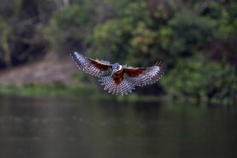 Red-breasted Kingfisher (Megaceryle torquata), rattling over the water, Rio Claro, Pantanal, Brazil
