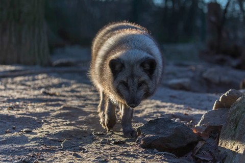 One arctic fox (Vulpes lagopus), (white fox, polar fox, or snow fox) walking towards the camera in