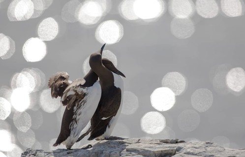 Common Murre (Uria aalge), Farne Islands, United Kingdom