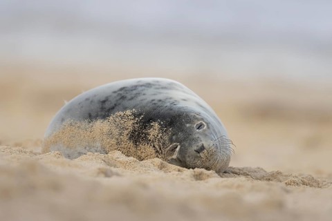Atlantic grey seal (Halichoerus grypus) adult animal sleeping on a sandy beach, England, United