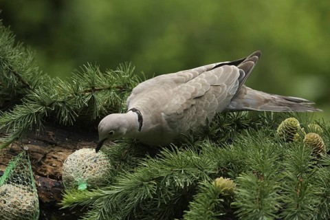 Eurasian Collared Dove (Streptopelia decaocto), Lower Saxony, Germany