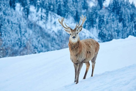 Red deer (Cervus elaphus) stag on a snowy meadow in the mountains in tirol, Kitzbühel, Wildpark