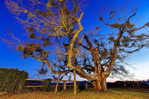 An old tree in a clear night landscape, surrounded by warm light and a dark sky, The old tree at