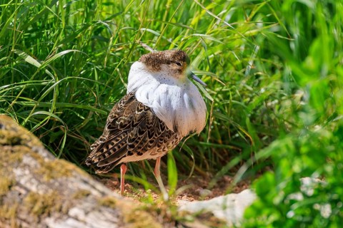 A bird with white feathers stands in a green environment surrounded by grass, ruff (Calidris