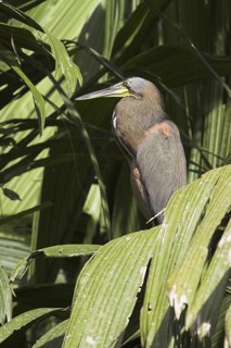 Fasciated Tiger Heron (Tigrisoma fasciatum), Costa Rica