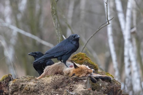 Two common raven (Corvus corax), fighting and feeding on the carcass of a red fox lying on stones